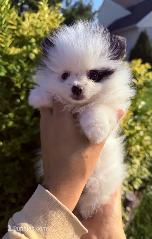 Lily – Pomeranian puppy for sale in Waterloo, IN