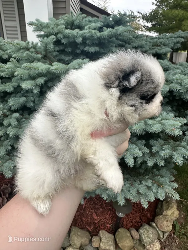 Ares  – Pomeranian puppy for sale in Waterloo, IN