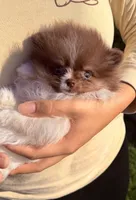 Tiny Boss, a male Pomeranian for sale in Waterloo, IN – 5 of 7