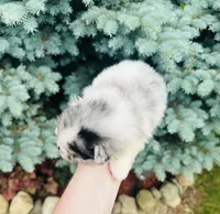 Armani , a male Pomeranian for sale in Waterloo, IN – 3 of 7