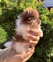 Super tiny Hugo , a male Pomeranian for sale in Waterloo, IN – 2 of 5