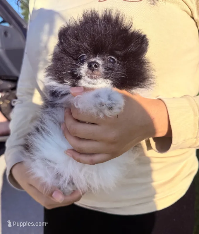 Leo  – Pomeranian puppy for sale in Waterloo, IN