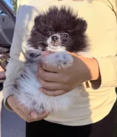 Leo , a male Pomeranian for sale in Waterloo, IN – 1 of 8