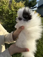 Lily, a female Pomeranian for sale in Waterloo, IN – 2 of 6