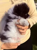 Leo , a male Pomeranian for sale in Waterloo, IN – 8 of 8