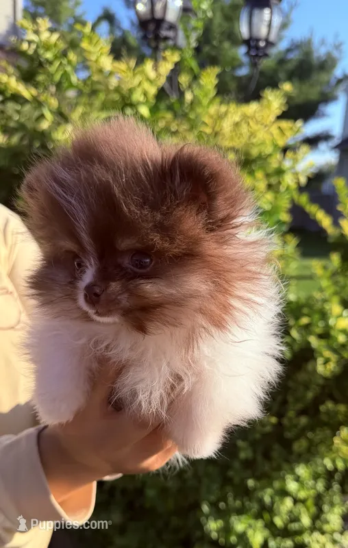 Tiny Boss – Pomeranian puppy for sale in Waterloo, IN