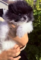 Leo , a male Pomeranian for sale in Waterloo, IN – 5 of 8