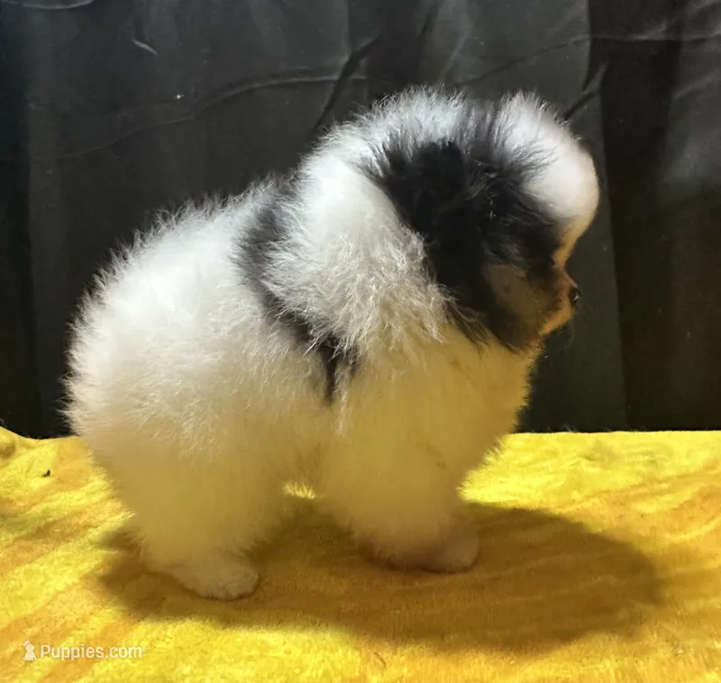 Tyson – Pomeranian puppy for sale in Waterloo, IN