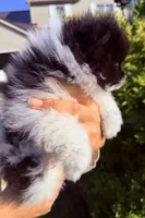 Leo , a male Pomeranian for sale in Waterloo, IN – 7 of 8