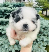 Paris, a male Pomeranian for sale in Waterloo, IN – 6 of 9