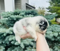 Paris, a male Pomeranian for sale in Waterloo, IN – 2 of 9