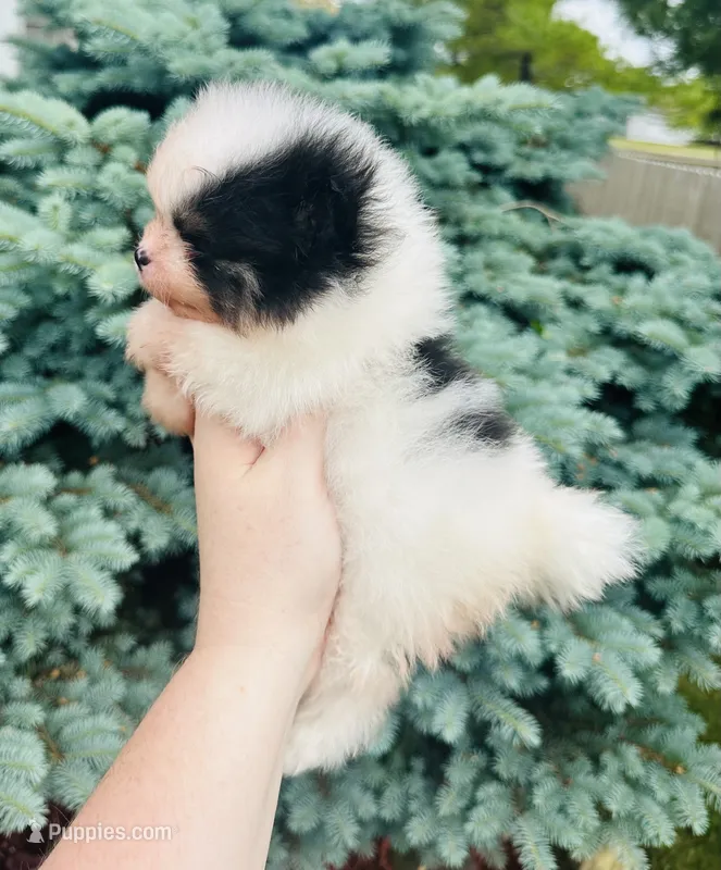 Tyson – Pomeranian puppy for sale in Waterloo, IN