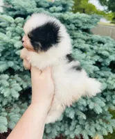 Tyson, a male Pomeranian for sale in Waterloo, IN – 1 of 8