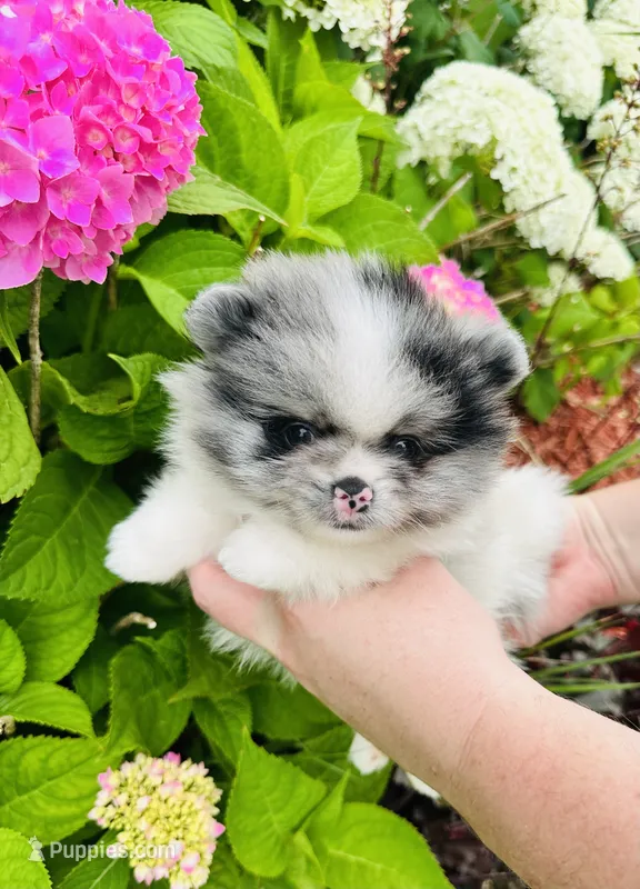 Armani  – Pomeranian puppy for sale in Waterloo, IN
