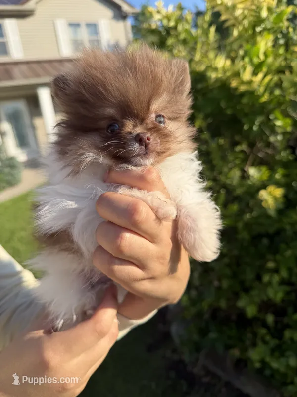 Super tiny Hugo  – Pomeranian puppy for sale in Waterloo, IN