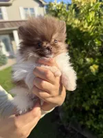 Super tiny Hugo , a male Pomeranian for sale in Waterloo, IN – 1 of 5