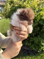 Super tiny Hugo , a male Pomeranian for sale in Waterloo, IN – 4 of 5
