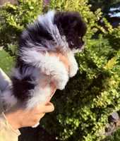 Leo , a male Pomeranian for sale in Waterloo, IN – 4 of 8