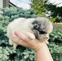 Armani , a male Pomeranian for sale in Waterloo, IN – 6 of 7