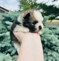 Ace, a male Pomeranian for sale in Waterloo, IN – 3 of 7