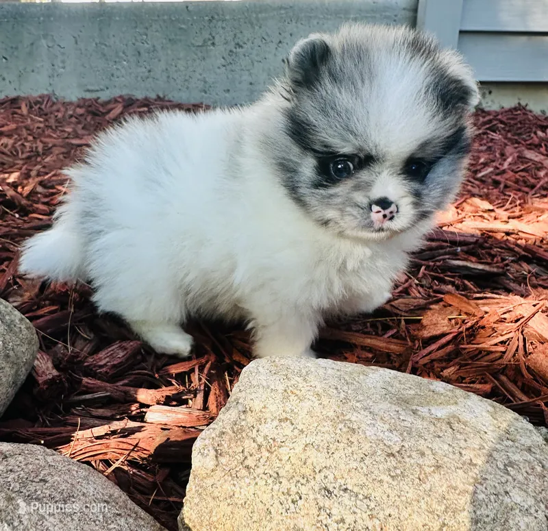 Armani  – Pomeranian puppy for sale in Waterloo, IN