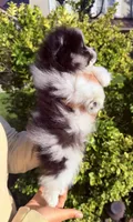 Loki, a male Pomeranian for sale in Waterloo, IN – 5 of 8