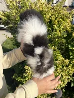Loki, a male Pomeranian for sale in Waterloo, IN – 8 of 8
