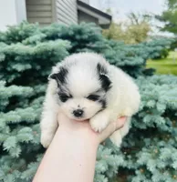 Paris, a male Pomeranian for sale in Waterloo, IN – 7 of 9