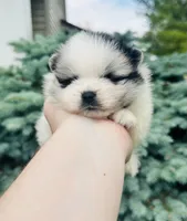 Ares , a male Pomeranian for sale in Waterloo, IN – 4 of 8