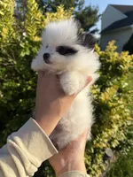 Lily, a female Pomeranian for sale in Waterloo, IN – 3 of 6