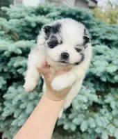 Paris, a male Pomeranian for sale in Waterloo, IN – 5 of 9
