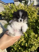 Loki, a male Pomeranian for sale in Waterloo, IN – 6 of 8