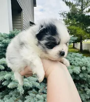 Paris, a male Pomeranian for sale in Waterloo, IN – 4 of 9