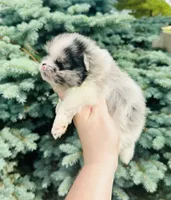 Armani , a male Pomeranian for sale in Waterloo, IN – 1 of 7