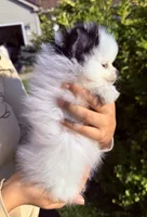 Lily, a female Pomeranian for sale in Waterloo, IN – 5 of 6