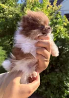 Super tiny Hugo , a male Pomeranian for sale in Waterloo, IN – 3 of 5