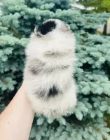 Ares , a male Pomeranian for sale in Waterloo, IN – 5 of 8