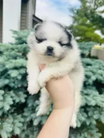 Ares , a male Pomeranian for sale in Waterloo, IN – 8 of 8