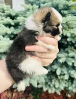 Ace, a male Pomeranian for sale in Waterloo, IN – 5 of 7
