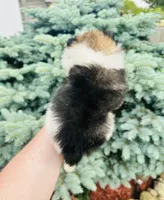 Ace, a male Pomeranian for sale in Waterloo, IN – 4 of 7