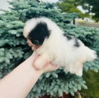 Tyson, a male Pomeranian for sale in Waterloo, IN – 2 of 8
