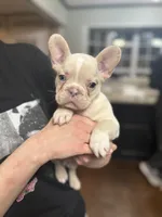 Cream, a male French Bulldog for sale in Carrollton, TX – Photo 1 of 8