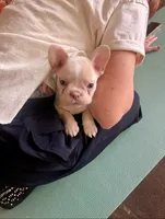 Cream, a male French Bulldog for sale in Carrollton, TX – Photo 2 of 8