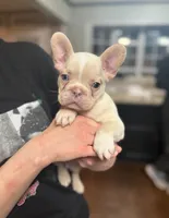 Cream, a male French Bulldog for sale in Carrollton, TX – Photo 7 of 8