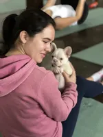 Cream, a male French Bulldog for sale in Carrollton, TX – Photo 4 of 8