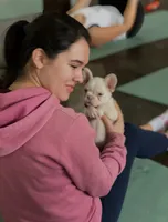 Cream, a male French Bulldog for sale in Carrollton, TX – Photo 6 of 8