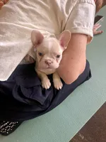 Cream, a male French Bulldog for sale in Carrollton, TX – Photo 5 of 8