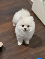 Bear  4 lbs, a male Pomeranian for sale in Carrollton, TX – Photo 3 of 3