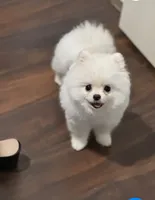 Bear  4 lbs, a male Pomeranian for sale in Carrollton, TX – Photo 2 of 3