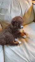 Vanessa, a female Australian Shepherd for sale in Scappoose, OR – 3 of 3